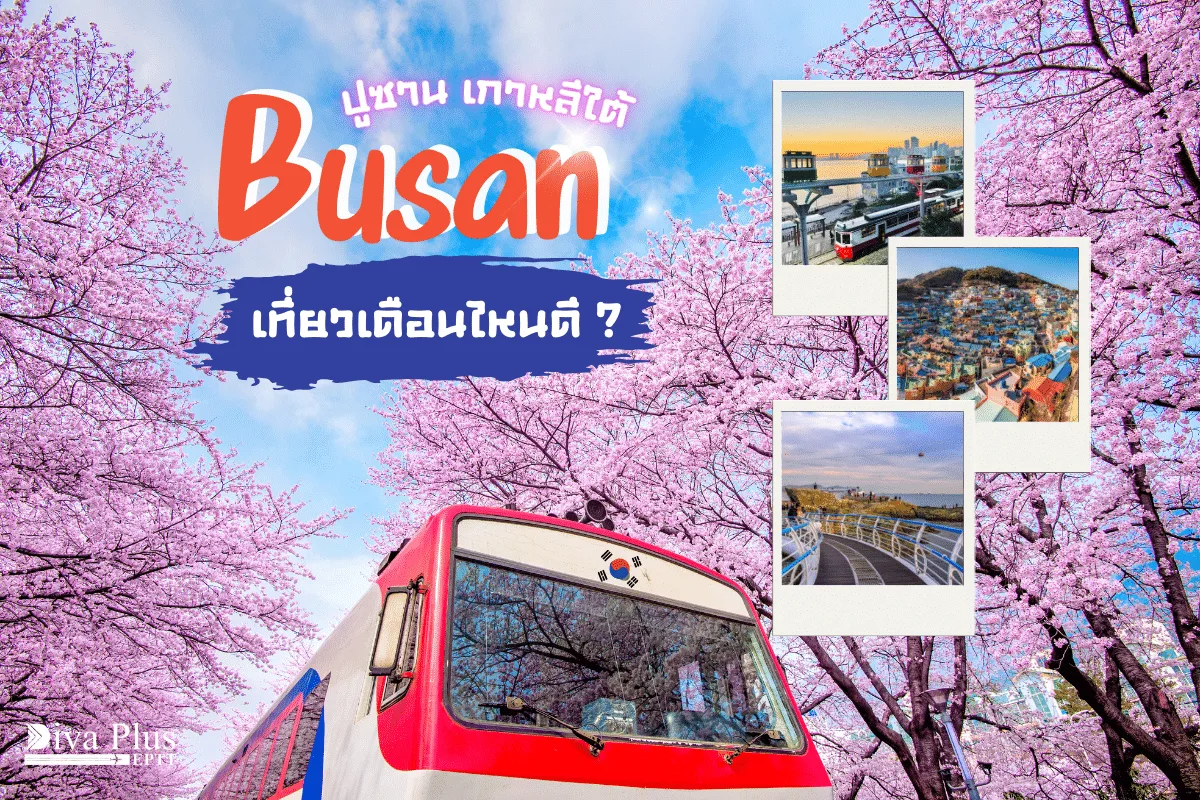 เที่ยวปูซาน เดือนไหนดี ชมดอกพ็อดกด สายถ่ายรูปห้ามพลาด