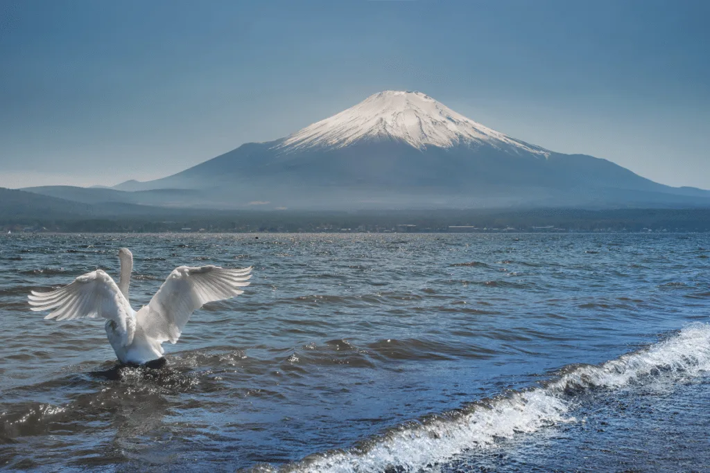 ทะเลสาบทั้งห้าของฟูจิ (Fuji Five Lakes)