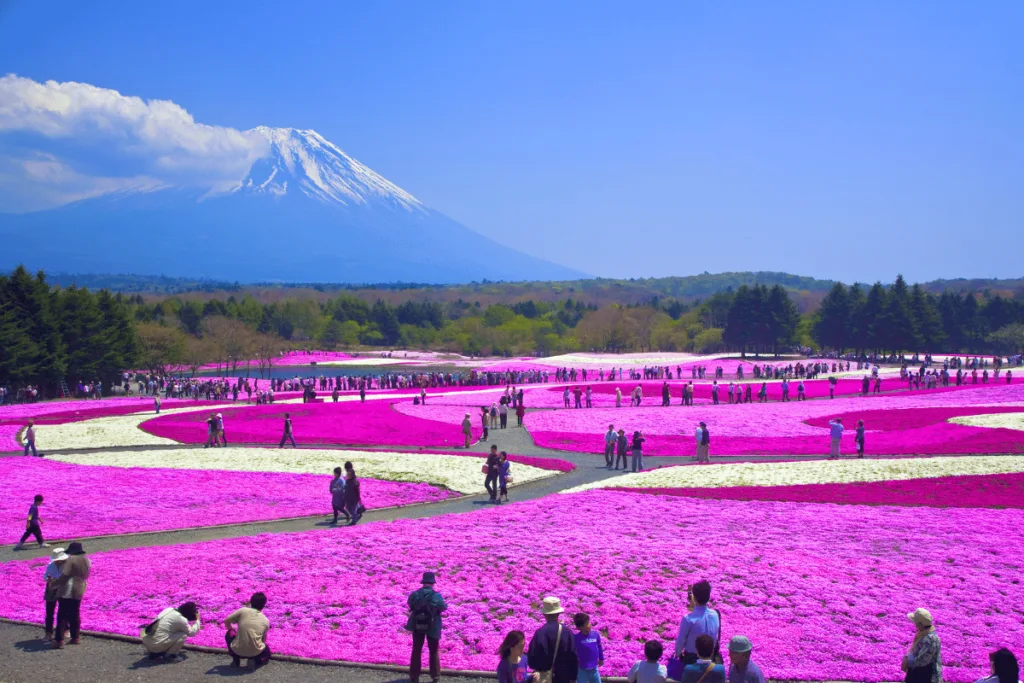 เทศกาลดอกชิบะซากุระ (Fuji Shibazakura Festival)