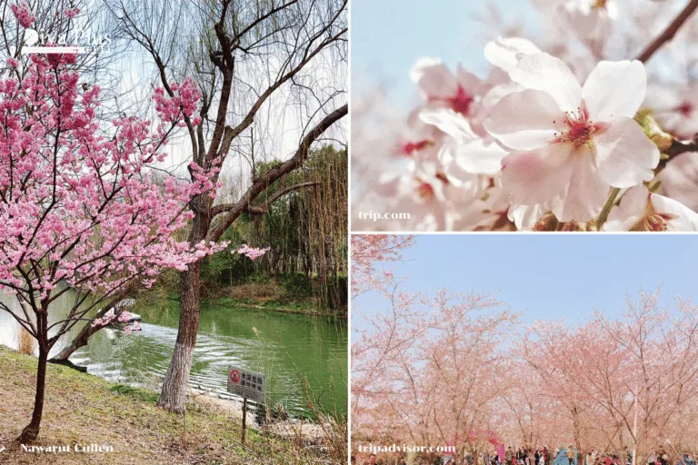 เทศกาลดอกท้อบานที่ Gucun Park (Peach Blossom Festival)