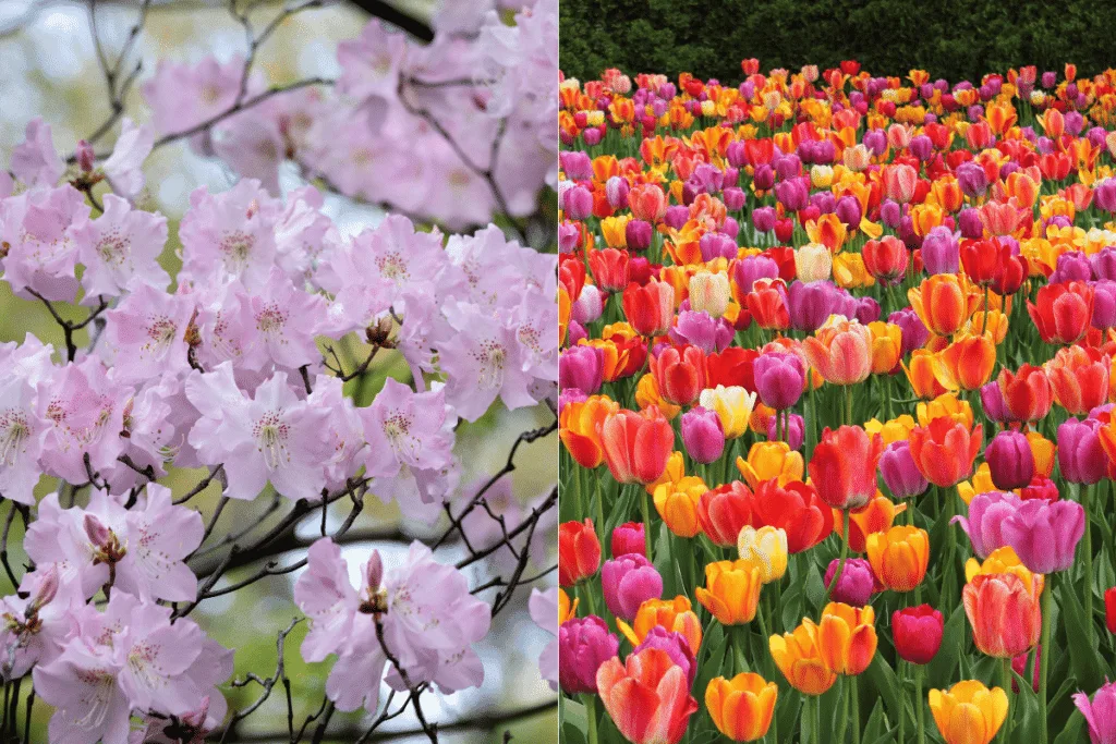 สวนพฤกษศาสตร์ฮอกไกโด (Hokkaido University Botanical Garden)