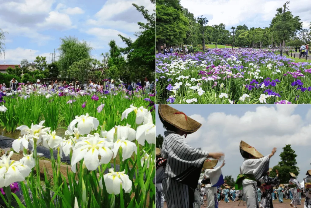 เทศกาลดอกไอริส (Katsushika Iris Festival)