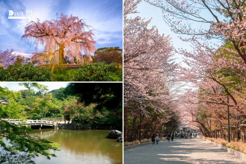 ดอกซากุระที่สวนมารุยามะ Maruyama Park