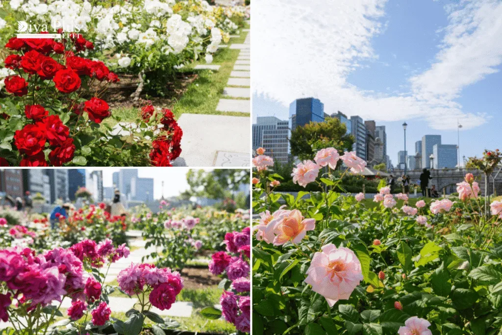 สวนกุหลาบนาคาโนะชิมะ (Nakanoshima Rose Garden)