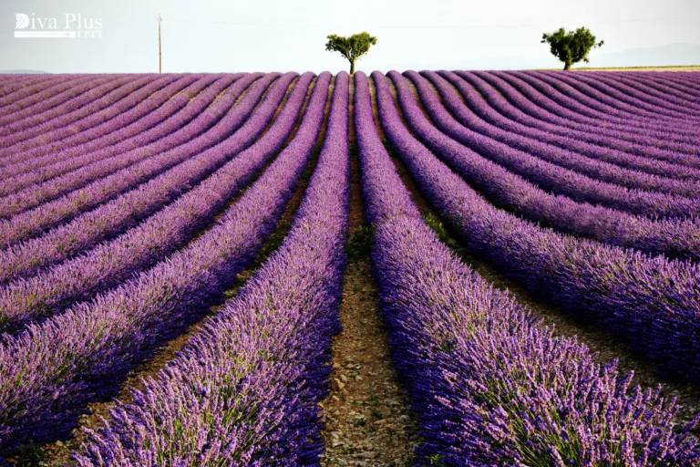 โพรวองซ์ (Provence) ดินแดนแห่งทุ่งลาเวนเดอร์ ทุ่งลาเวนเดอร์ จะได้ชมทุ่งลาเวนเดอร์สีม่วงอ่อนเต็มพื้นที่ เป็นอีกหนึ่งแลนด์มาร์คที่ควรมาถ่ายรูป