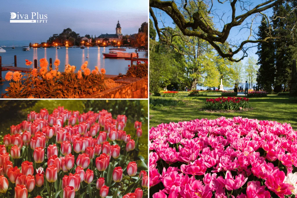 เทศกาลดอกทิวลิป (Tulip Festival) ในเมืองมอร์จ (Morges)