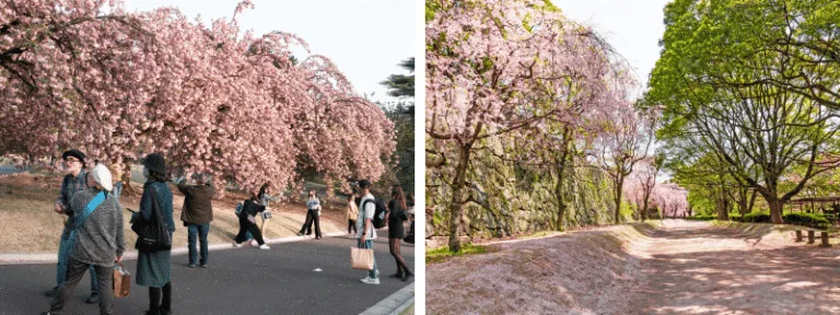 สวนชินจูกุเงียวเอน (Shinjuku Gyoen), สวนไมซุรุ (Maizuru Park)