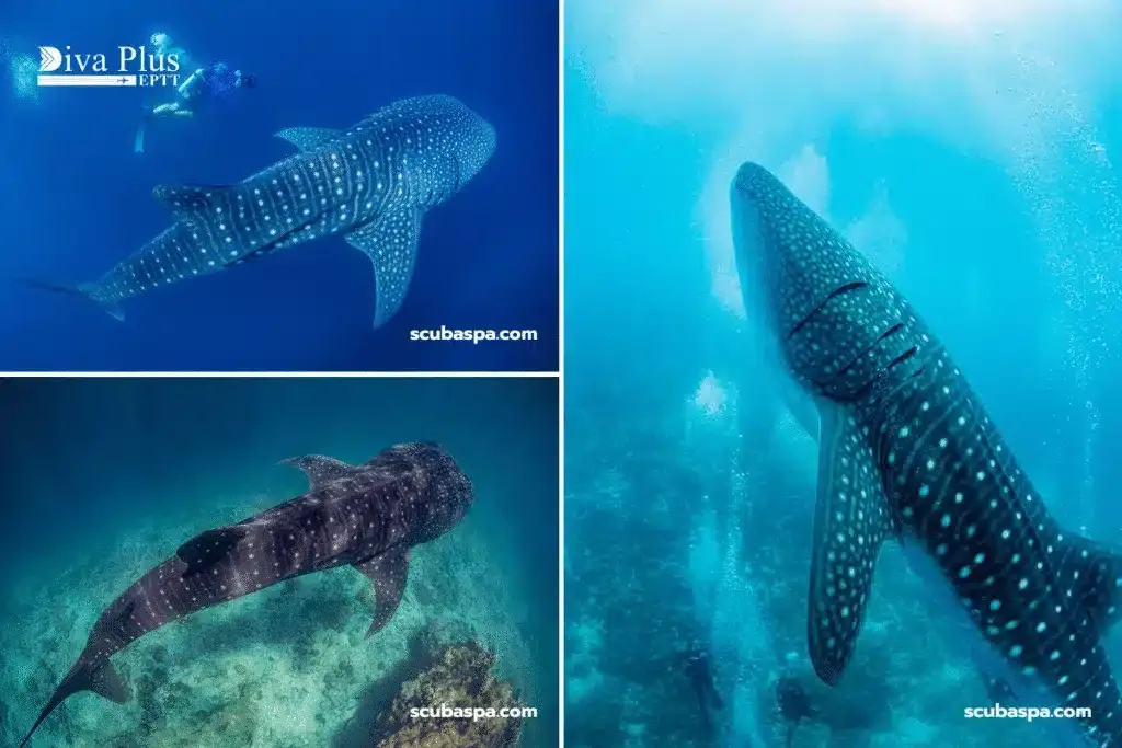 เทศกาลปลาฉลามวาฬ (Whale Shark Festival)