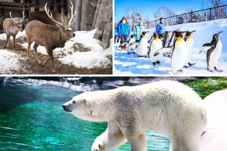 สวนสัตว์อาซาฮิยามะ (Asahiyama Zoo)