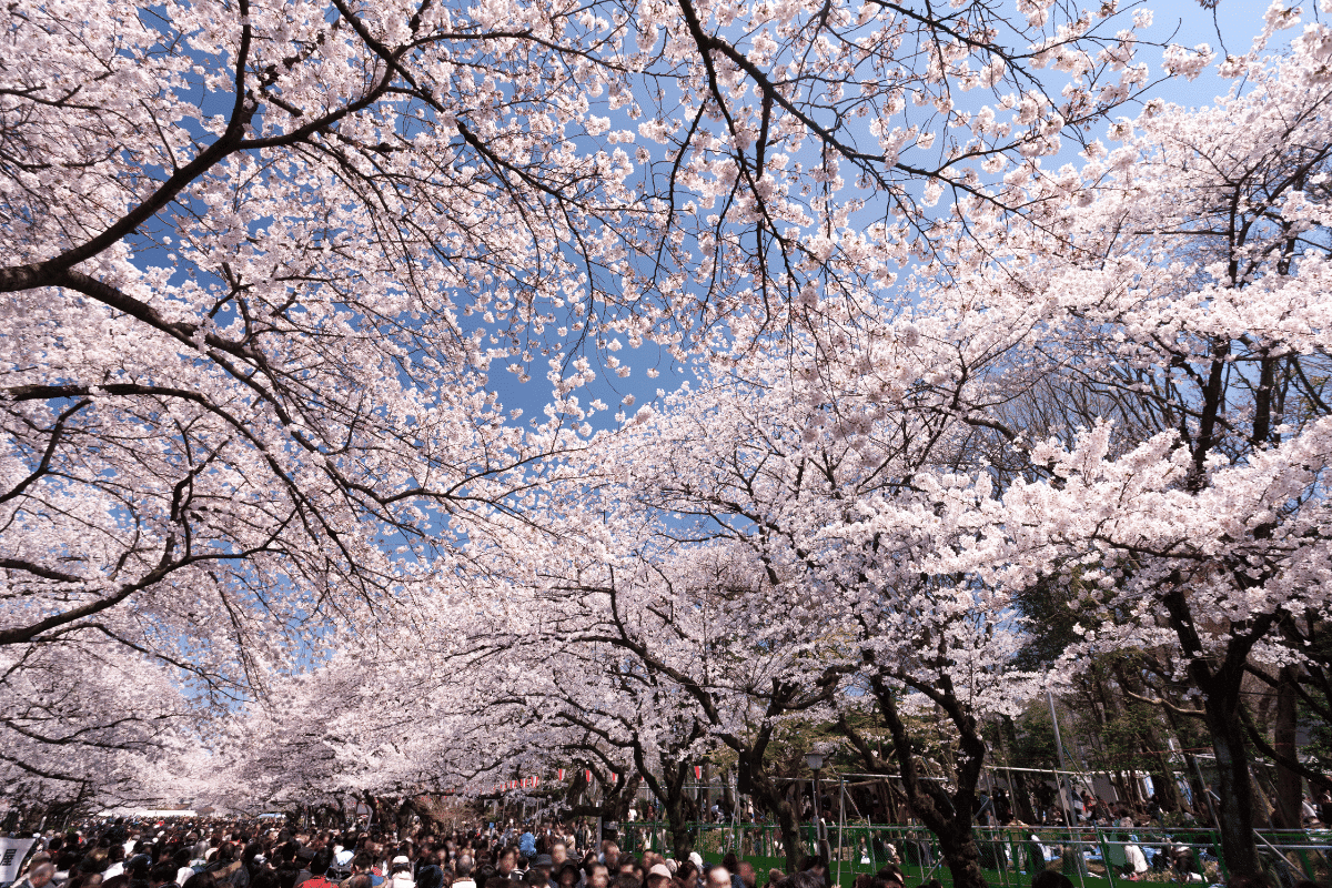 สวนซากุระอุเอโนะ