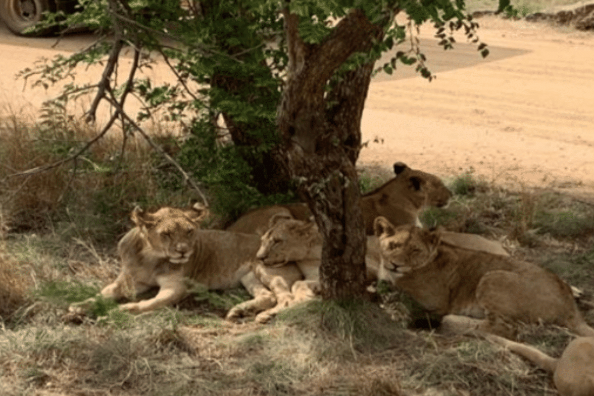 สวนเสือ (The Lion Park)