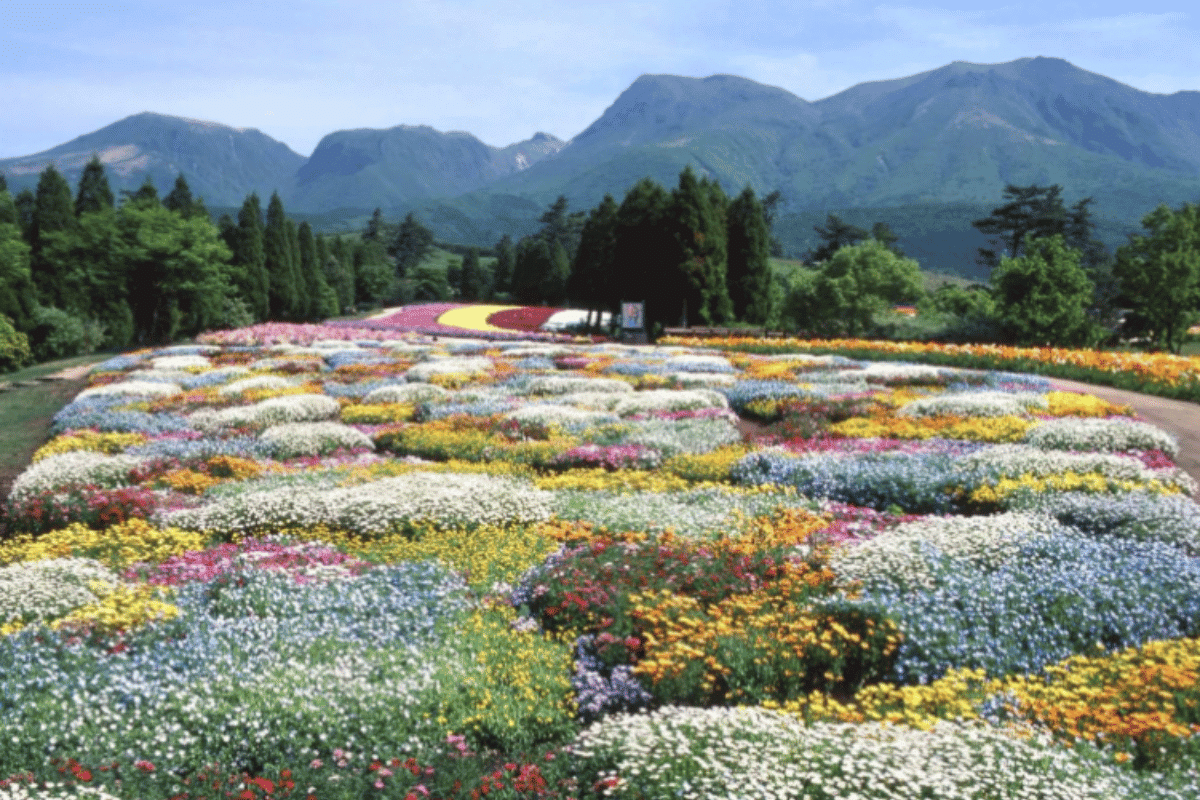 ทุ่งดอกไม้คุจู (KUJU FLOWER PARK)