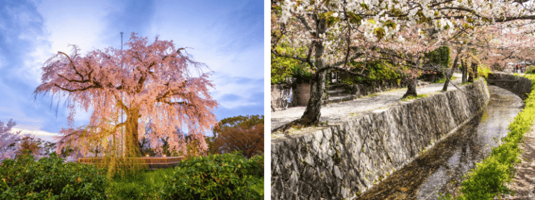 สวนมารุยามะ (Maruyama Park), ทางเดินนักปราชญ์ (Philosopher's Path)