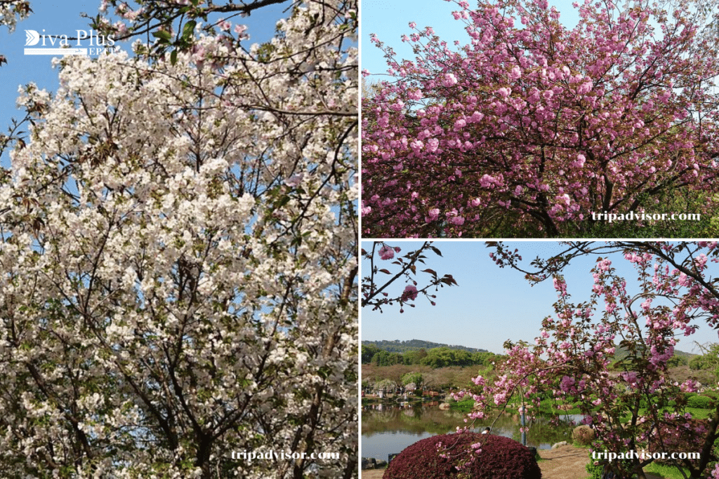 ทะเลสาบตงหู Donghu Lake – เมืองอู่ฮั่น มณฑลหูเป่ย