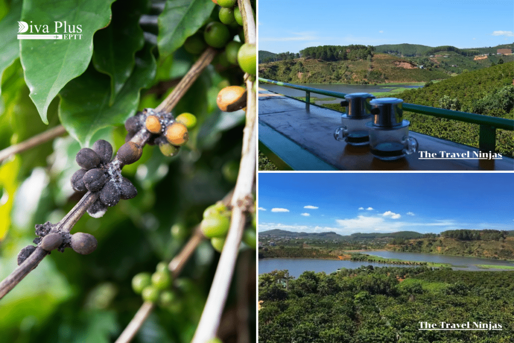 จังหวัดซาลาย (Gia Lai), ดาลัต (Dalat)