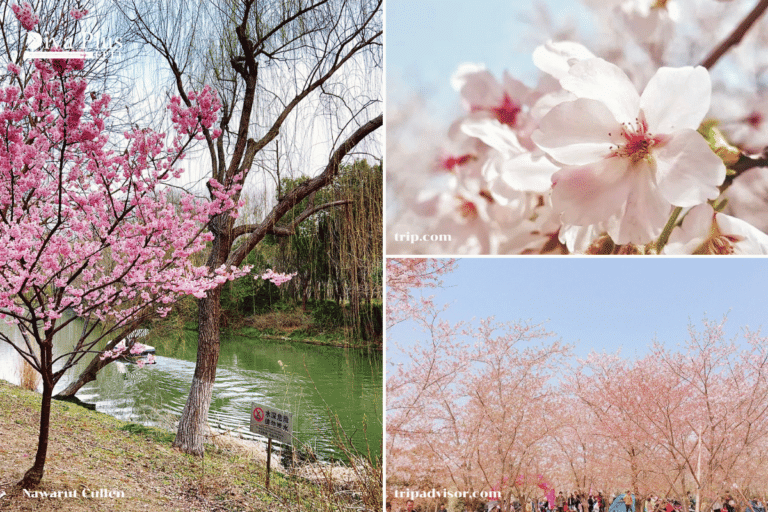 เทศกาลดอกท้อบานที่ Gucun Park (Peach Blossom Festival)