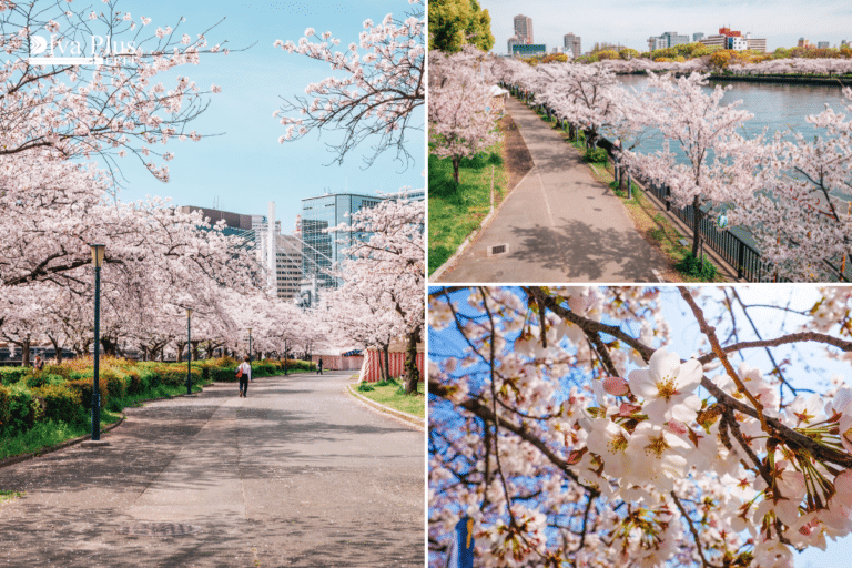 Hanami Osaka
