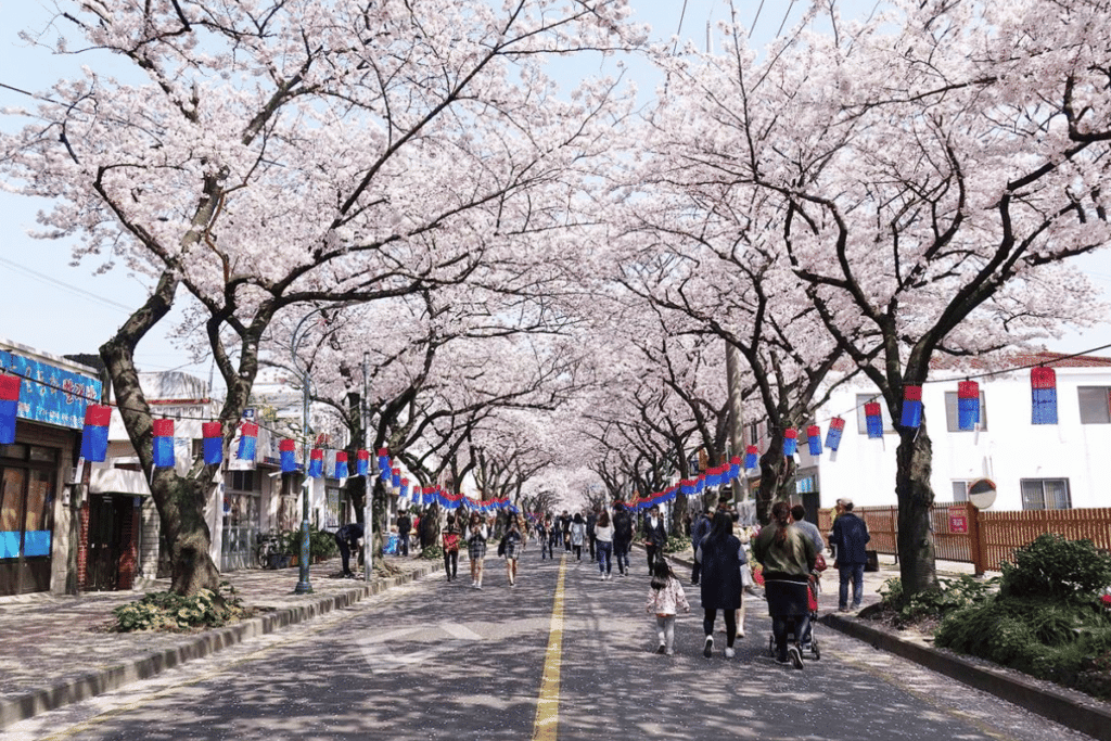 เทศกาลดอกซากุระเกาะเชจู