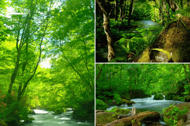 เดินป่าสำรวจเส้นทางที่ Oirase Gorge