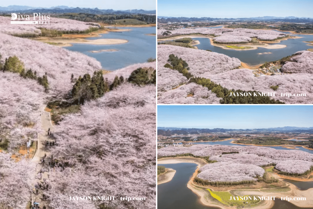 สวนซากุระผิงป้า Pingba Cherry Blossom Park – เมืองอันชุน มณฑลกุ้ยโจว