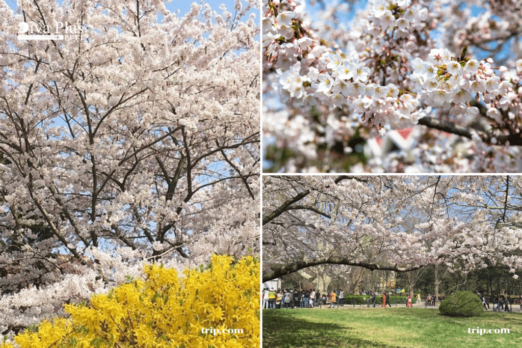 สวนจงซาน Qingdao Zhongshan Park sakura – เมืองชิงต่าว มณฑลชานตง