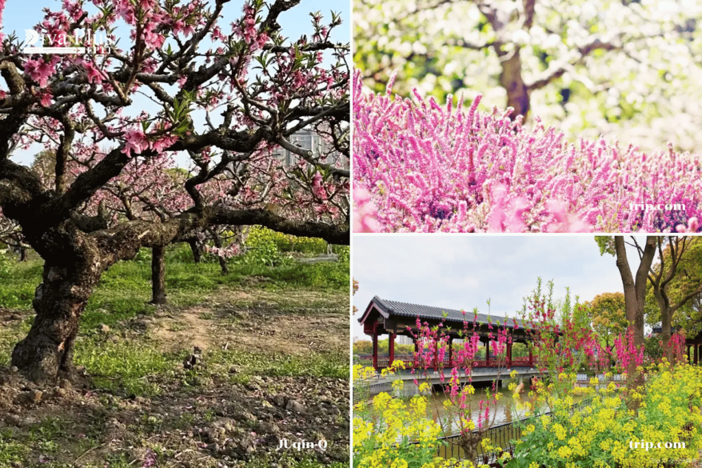 เทศกาลดอกพีชหนานฮุ่ย เซี่ยงไฮ้ (Shanghai Nanhui Peach Blossom Festival)