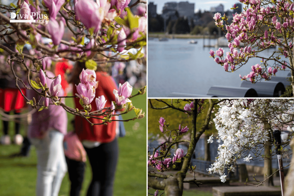 Vancouver Cherry Blossom Festival