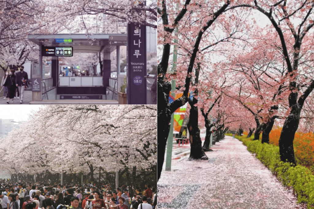 เทศกาลดอกไม้ฤดูใบไม้ผลิ Yeongdeungpo Yeouido