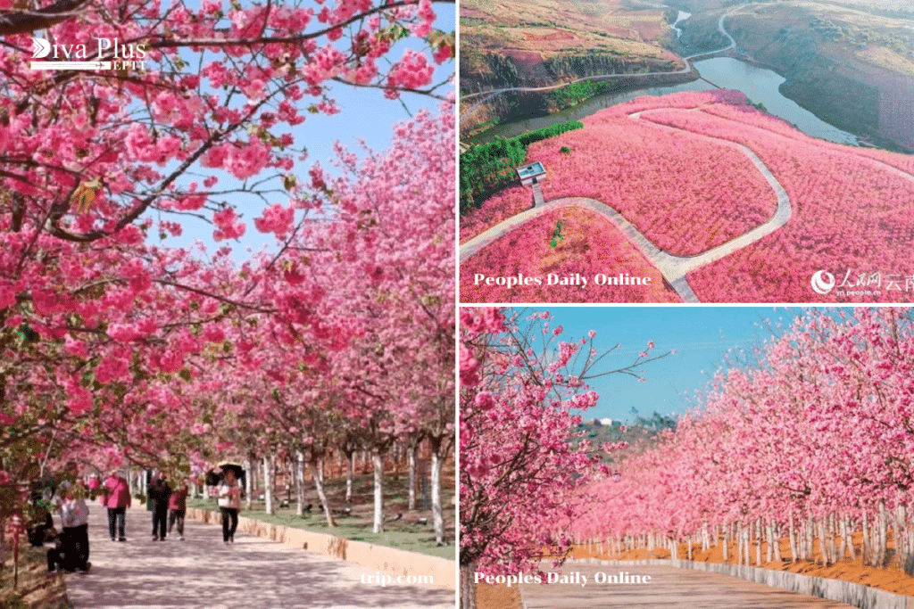 หุบเขาซากุระหยีเหลียง Yiliang Cherry Blossom Valley – เมืองคุนหมิง มณฑลยูนนาน