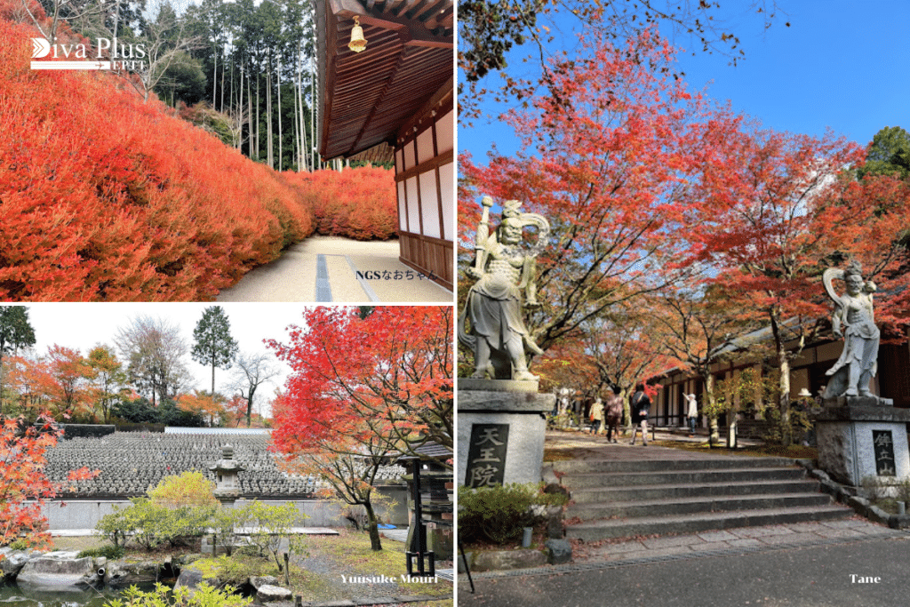 วัดคันนอนจิ โนมิยามะ (Nomiyama Kannonji Temple)