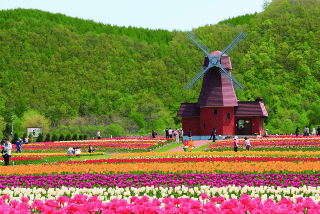 สวนทิวลิป Kamiyubetsu Tulip Park (คามิยุเบ็ตสึ)