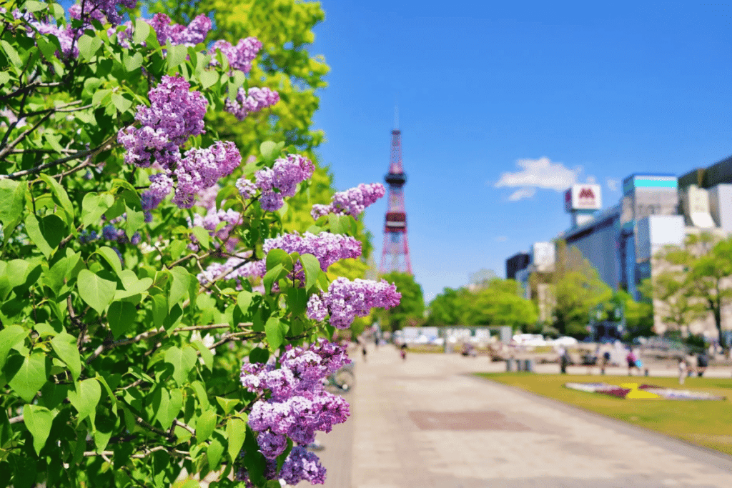 เทศกาลดอกไลแลคซัปโปโร (Sapporo Lilac Festival)