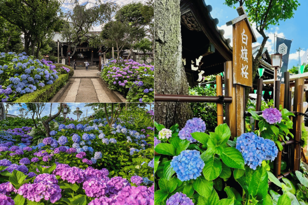ศาลเจ้าฮาคุซัง (Hakusan Shrine)