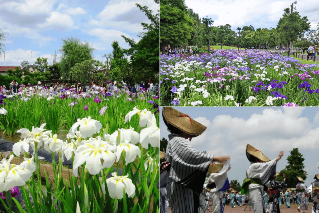 เทศกาลดอกไอริส (Katsushika Iris Festival)