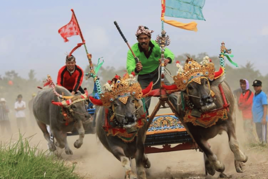 Makepung Buffalo Races