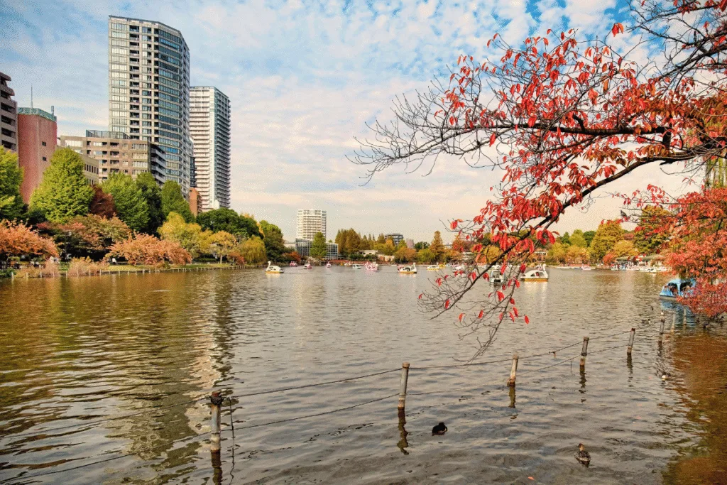 ชมใบไม้เปลี่ยนสีที่สวนสาธารณะอุเอโนะ