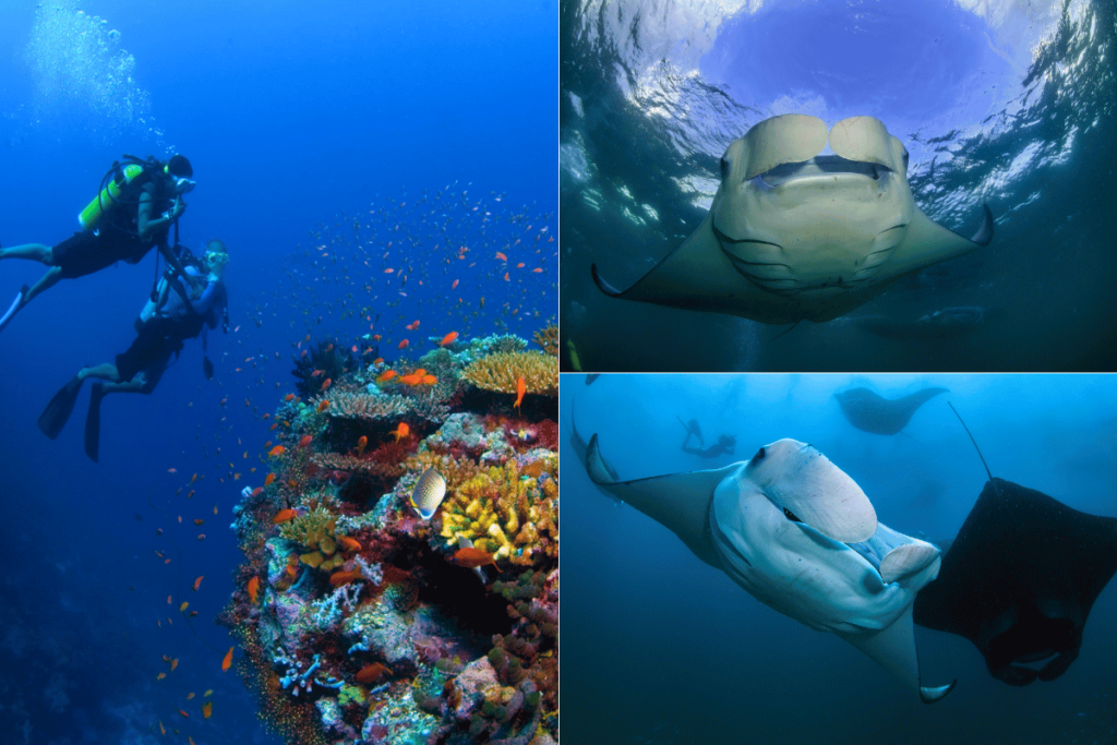 ดำน้ำ & ดู Manta Ray