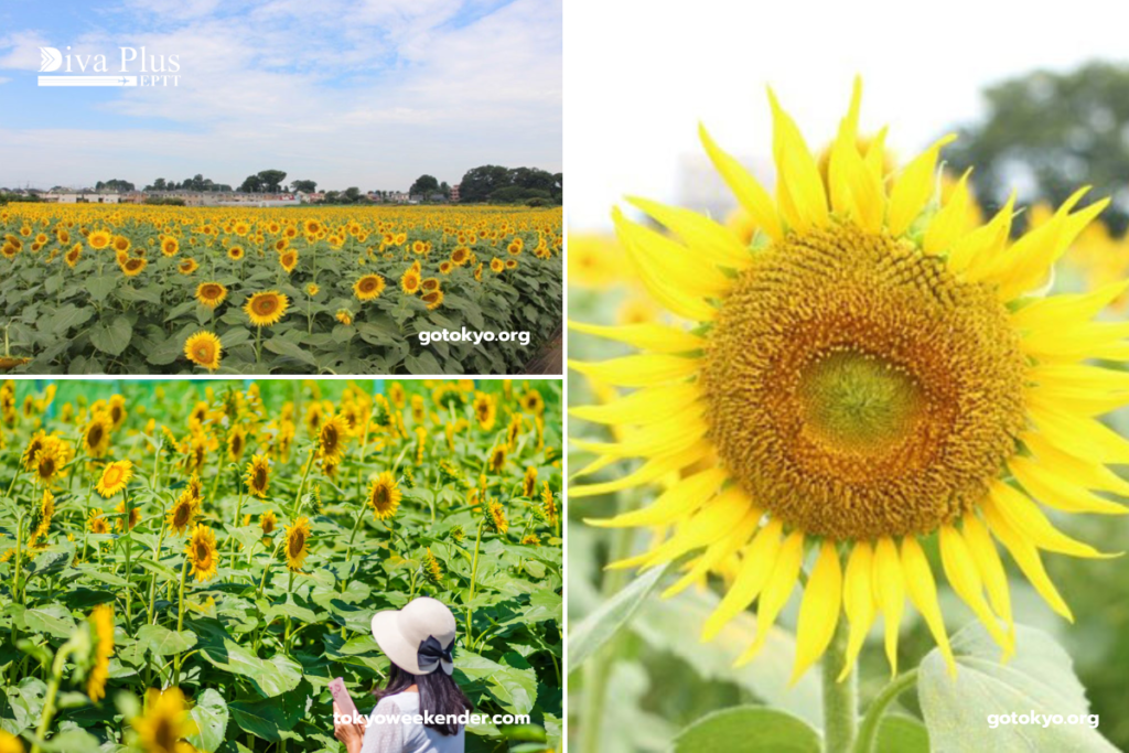 เทศกาลดอกทานตะวันคิโยเสะ (Kiyose Sunflower Festival)