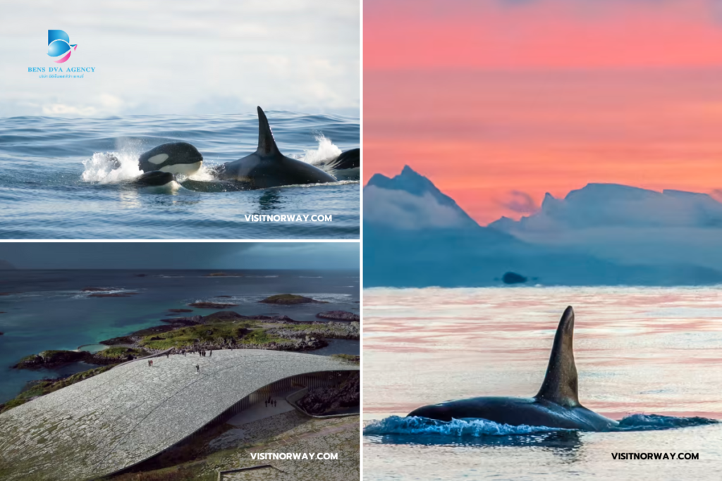 เมืองเวสเตอร์อาเลน (Vesterålen)