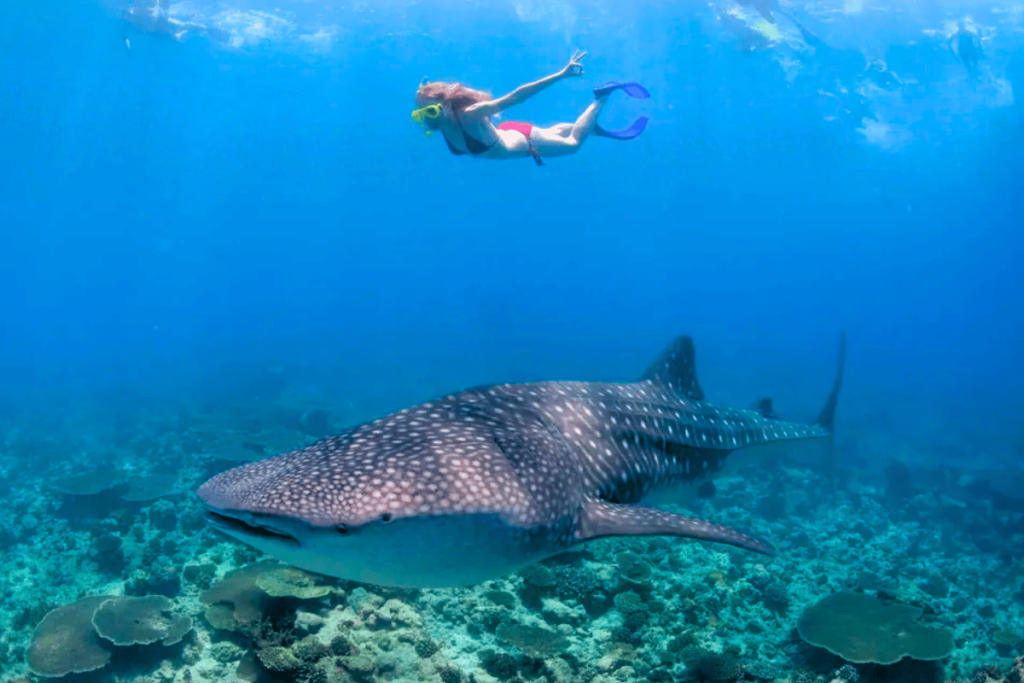 ชมฉลามวาฬ (Whale Shark)